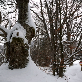carynskie2012i Caryńskie, przełęcz Przysłup, zima 2012 (foto: P. Szechyński)