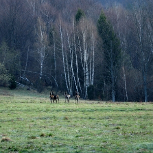 fauna2019l Jelenie, tereny dawnej wsi Caryńskie (foto: P. Szechyński)