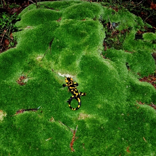 fauna2019s Salamandra plamista, usiana mchami Kamienna Góra k.Rabego (foto: P. Szechyński)
