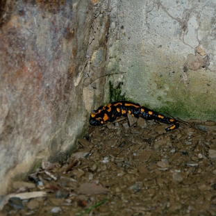 fauna2019sss Salamandra plamista, chowa się w różnych miejscach (foto: P. Szechyński)