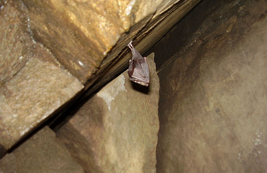 Jeden z mieszkańców jaskini - nietoperz