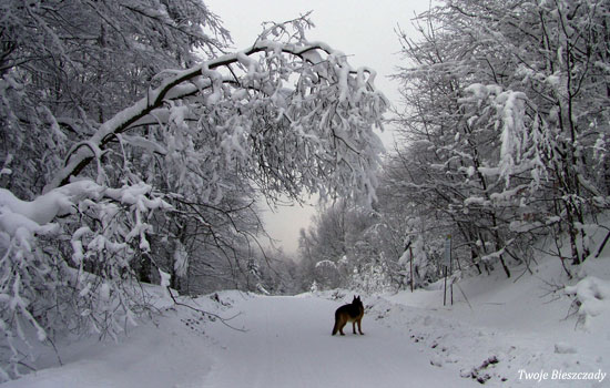 Przełęcz Żebrak zimą