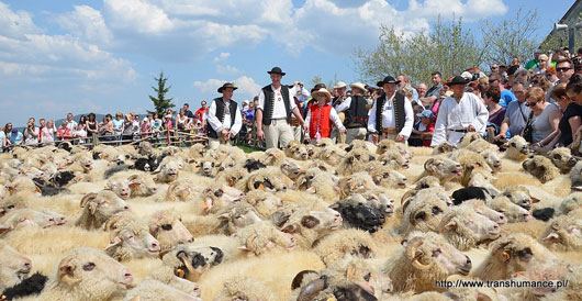 Mieszanie owiec
