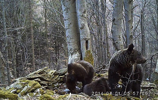 Niedźwiedzie żerują na wilczej zdobyczy