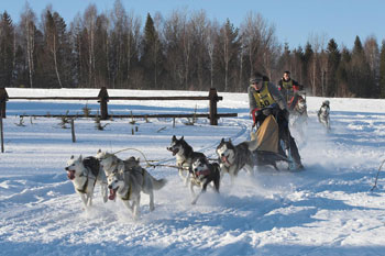 Husky, wyścigi psich zaprzęgów