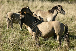 Konik polski