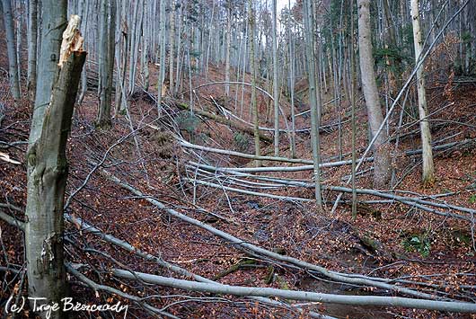 Okiść na szlaku czerwonym