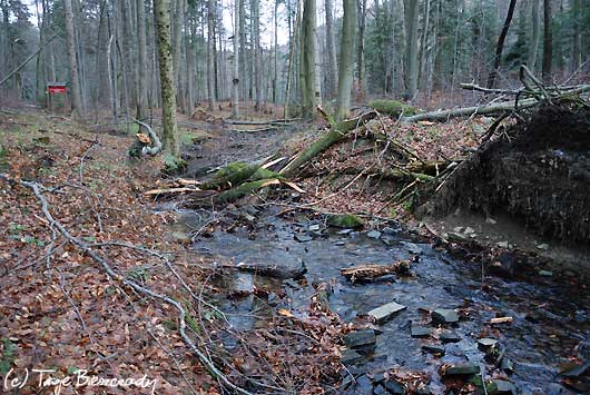 Okiść na szlaku czerwonym