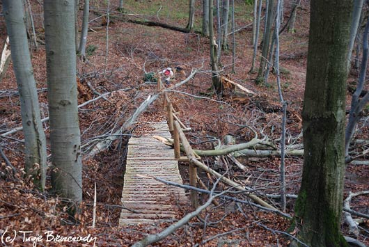 Okiść na szlaku czerwonym