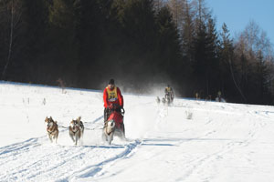 Śladem Niedźwiedzia