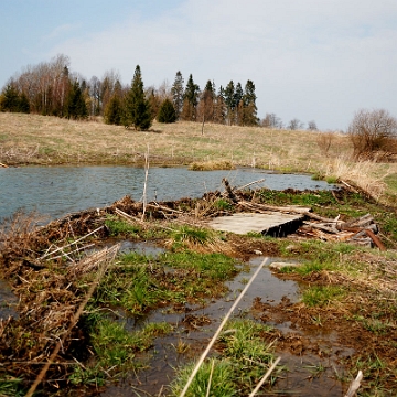 beniowa2014e Beniowa (foto: P. Szechyński)