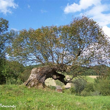 dziu1 Dziurdziów, cerkiew greckokatolicka pw. NMP, obecnie cerkiew prawosławna pw. Opieki Matki Bożej (foto: P. Olejnik)