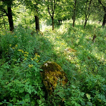 DSC_0122 Ustrzyki Dolne, cmentarz żydowski - kirkut, 2010 (foto: P. Szechyński)