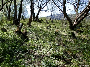 P1010015 Baligród, kirkut, stan przed remontem, 2003 (foto: P. Szechyński)