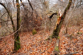 kirkut_wm2009e Wola Michowa, cmentarz żydowski - kirkut, jesień 2009 (foto: P. Szechyński)