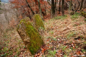kirkut_wm2009g Wola Michowa, cmentarz żydowski - kirkut, jesień 2009 (foto: P. Szechyński)