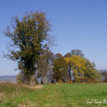 dzwiniacz13 Dźwiniacz Górny, cmentarz, rok 2006 (fot. P. Szechyński)