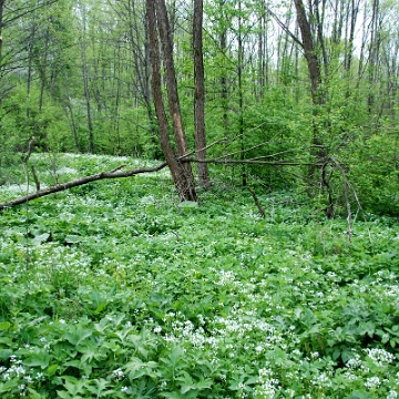 kalnica2009a Kalnica, cmentarz, rok 2009 (foto: P. Szechyński)