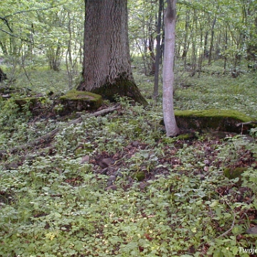 preluki2003c Prełuki, miejsce po cerkwi, rok 2003 (foto: P. Szechyński)