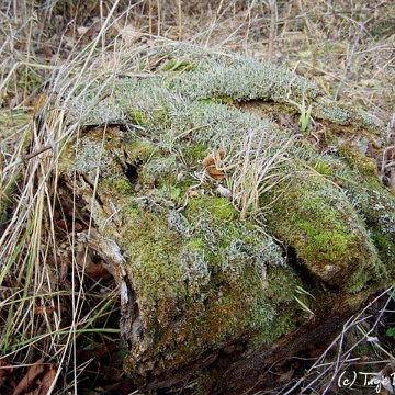 radz2 Radziejowa, cmentarz (foto: P. Olejnik)