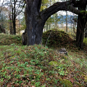 rajskie2013l Rajskie, miejsce po cerkwi greckokatolickiej pw. św. Paraskiewiii, drzewo uszkodzone podczas jej wysadzania, 2013 (foto: P. Szechyński)