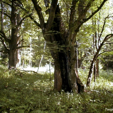 solinka2003d Solinka, cmentarz i miejsce po cerkwi, lato 2003 (foto: P. Szechyński)