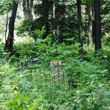 solinka2004b Solinka, cmentarz greckokatolicki, lato 2004 (foto: P. Szechyński)