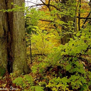 154540szczerbanowka1 Szczerbanówka, miejsce po cerkwi i cmentarz, 2005 (fot. J. Milczanowska)