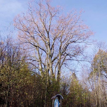 tysk2 Tyskowa, cmentarz, rok 2005 (foto: P. Szechyński)