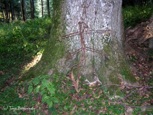 Habkowce, cmentarz greckokatolicki