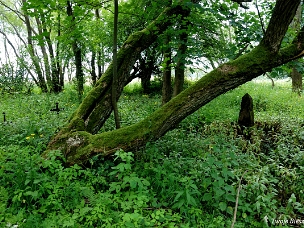 Wola Michowa, cmentarz