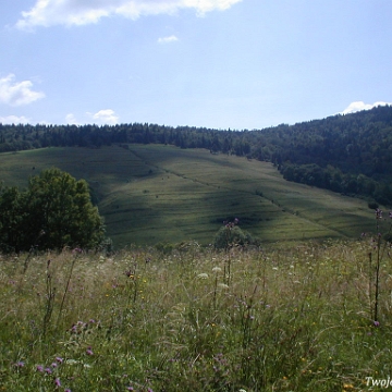 lopienka2003d Łopienka,lato 2003 (foto: P. Szechyński)