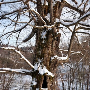 lopienka2012c Łopienka, zima 2012 (foto: P. Szechyński)