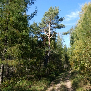 lopienka2013f Łopienka, droga na Przełęcz Hyrcza, jesień 2013 (foto: P. Szechyński)