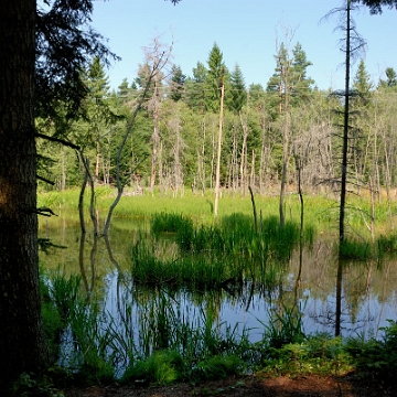 balnica2012e Balnica,bobrowe rozlewisko, 2012 (foto: P. Szechyński)