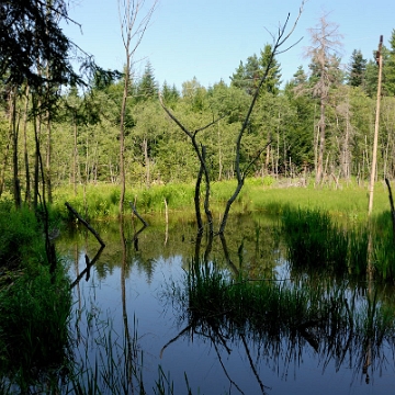 balnica2012f Balnica,bobrowe rozlewisko, 2012 (foto: P. Szechyński)