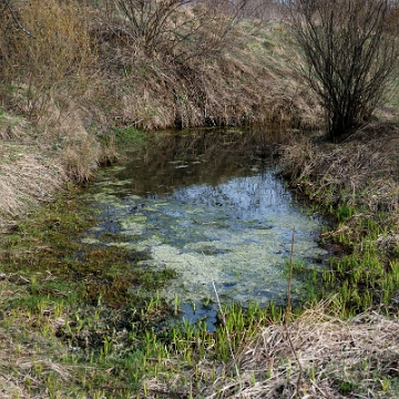 berehy2014a Berehy Górne, tereny dawnej wsi, zalane pozostałości po zabudowie (foto: P. Szechyński)