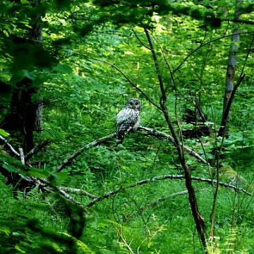 fauna2019a Puszczyk uralski, okolice Chryszczatej (foto: P. Szechyński)