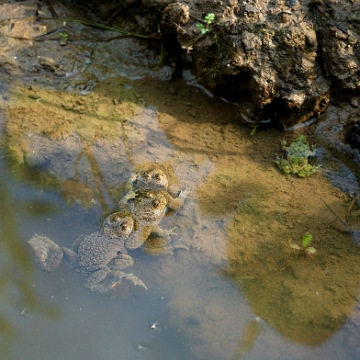 fauna2019a1 Kumak górski (foto: P. Szechyński)