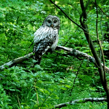 fauna2019c Puszczyk uralski, okolice Chryszczatej (foto: P. Szechyński)