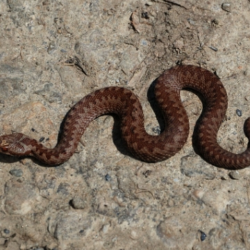 fauna2019e Żmija zygzakowata, tereny wsi Sokoliki Górskie (foto: P. Szechyński)