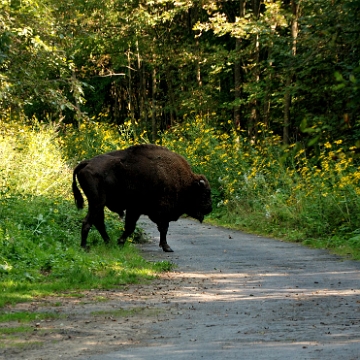 fauna2019f Żubr, Studenne (foto: P. Szechyński)