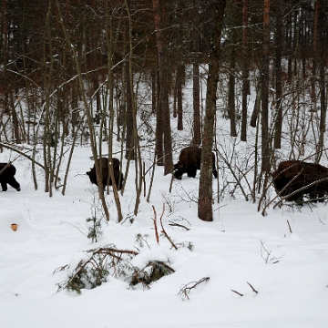 fauna2019f2 Żubry, okolice Woli Michowej (foto: P. Szechyński)