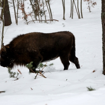 fauna2019f4 Żubr, okolice Woli Michowej (foto: P. Szechyński)