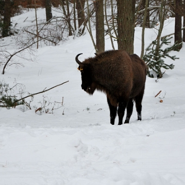 fauna2019f8 Żubry, okolice Woli Michowej (foto: P. Szechyński)