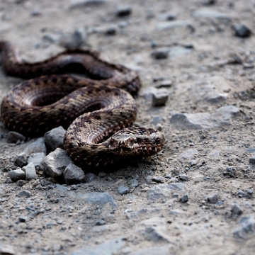 fauna2019h Żmija zygzakowata, tereny wsi Łopienka (foto: P. Szechyński)