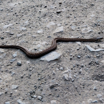 fauna2019i Żmija zygzakowata, tereny wsi Łopienka (foto: P. Szechyński)