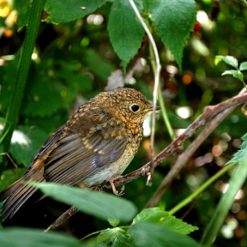 fauna2019j2 Prawdopodobnie młody rudzik, Wetlina (foto: P. Szechyński)