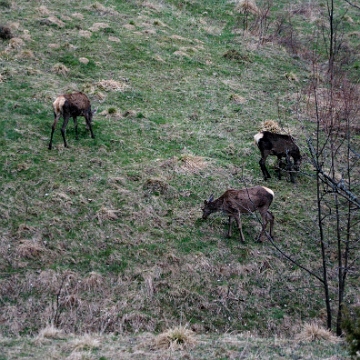 fauna2019m Jelenie pod Połoniną Wetlińską (foto: P. Szechyński)