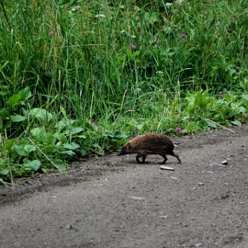 fauna2019p Jeż, tereny wsi Tyskowa (foto: P. Szechyński)